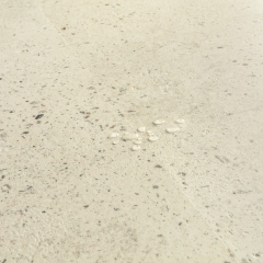Quick-Step, Illume Glue+, Beton oblázkový ILGP40276